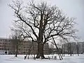Chêne remarquable du parc Ēbeļmuiža.