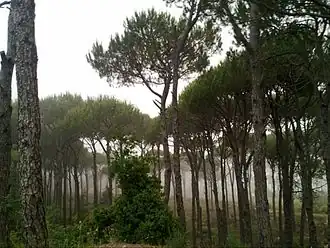 Ras el Metn