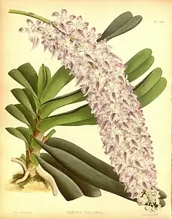 Aerides fieldingiiThe Orchid Album1888.