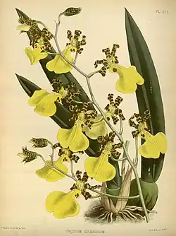 Illustration botanique