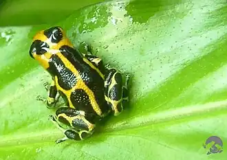 Ranitomeya imitator noir à fines taches jaunes, sur une feuille verte