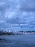 Les RAF Falcons atterrissant en 2007.