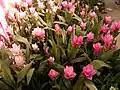 Curcuma alismatifolia