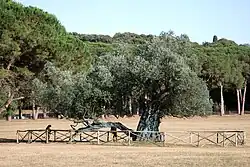 Olivier de 1&nbsp;600&nbsp;ans à Brioni (Croatie).