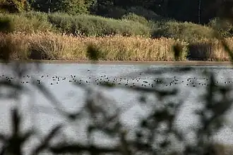 Canards en automne.