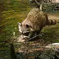 Raton Laveur