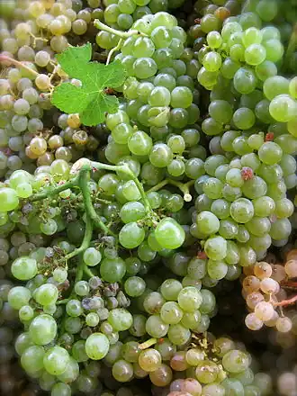 Trajadura