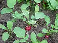 Plants de radis avec leurs fanes
