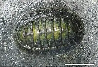 Radsia barnesii