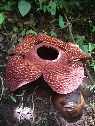 La plus grande fleur simple du règne végétal, la Rafflesia arnoldii peut atteindre 1 m de diamètre et peser jusqu'à 10&nbsp;kg.