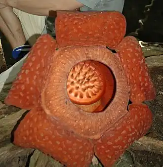Description de l'image Rafflesia_tuan-mudae_(cropped_version).jpg.