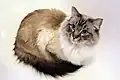 Un ragdoll seal tabby colourpoint.