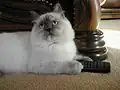 Un ragdoll lila tortie point.