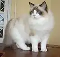 Un seal bicolore.