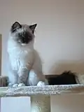 Une ragdoll seal mitted.