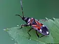 Rhyparochromidae : Raglius alboacuminatus.