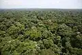 Forêt de l'Ituri (RDC).