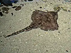 Raja clavata