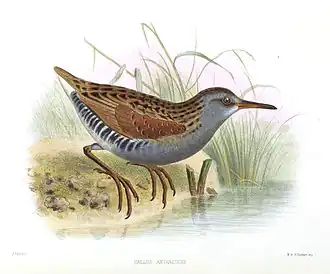 Description de l'image RallusAntarcticusSmit.jpg.