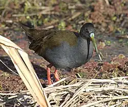 Râle à bec ensanglanté (Pardirrallus sanguinolentus)