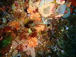 Ralpharia magnifica