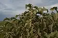 Feuilles de Solanum lycocarpum