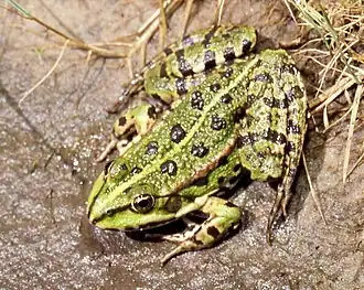 Grenouille rieuse