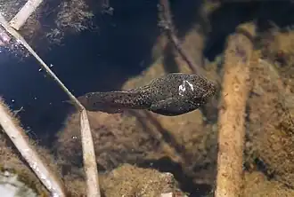 Dans l'eau.
