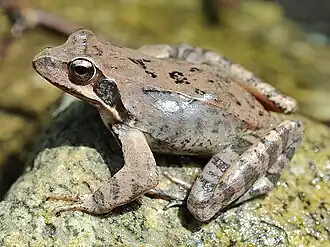 Description de l'image Rana uenoi.jpg.