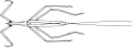 Ranatra chinensis, espèce orientale, dessin