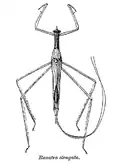 Ranatra elongata, espèce indomalaise, dessin de 1908.