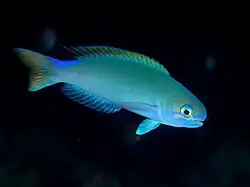 Hoplolatilus randalli