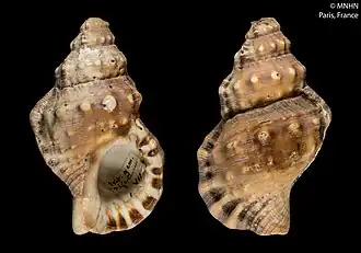 Ranella gemmifera