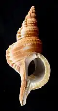 Ranella olearium