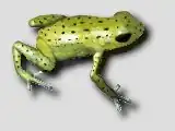 Description de l'image Ranitomeya altobueyensis.jpg.