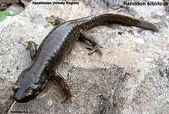 Description de l'image Ranodon sibiricus 4618527.jpg.