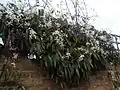 Clematis armandii