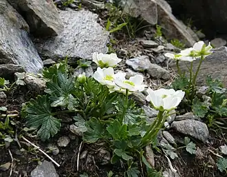 Renoncule alpestre