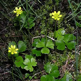 Description de l'image Ranunculus lapponicus.jpg.