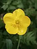 Fleur en plan rapproché.