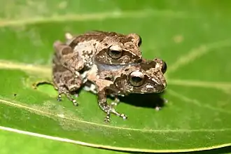 Description de l'image Raorchestes agasthyaensis.jpg.