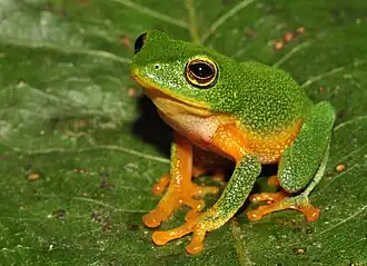 Description de l'image Raorchestes bobingeri.jpg.