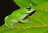 Description de l'image Raorchestes chalazodes.jpg.