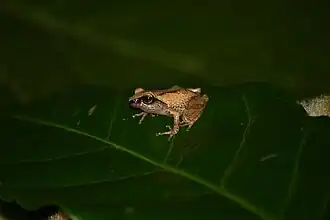 Description de l'image Raorchestes chlorosomma - Davidraju IIMG 0299.jpg.