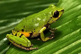 Description de l'image Raorchestes chromasynchysi.jpg.