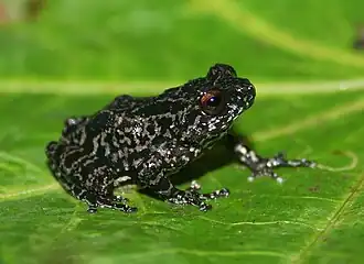 Description de l'image Raorchestes ghatei. .jpg.