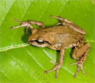 Description de l'image Raorchestes honnametti.jpg.