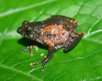 Description de l'image Raorchestes marki.jpg.