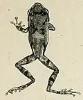 Représentation d'un Raorchestes parvulus par George Albert Boulenger, en 1893.