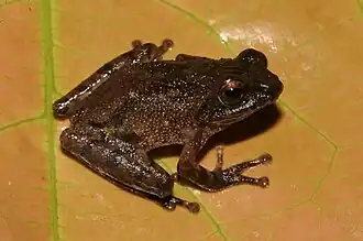 Description de l'image Raorchestes ravii frog.jpg.